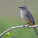 Grayish Saltator // Trinca-ferro-gongá