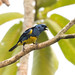 Turquoise Tanager (Tangara mexicana)