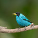 Green Honeycreeper 504_8341.jpg