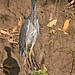 Yellow-crowned Night-Heron // Savacu-de-coroa