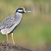 Yellow-crowned Night-Heron // Savacu-de-coroa