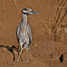 Yellow-crowned Night-Heron // Savacu-de-coroa