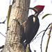 D38K8284 Liniated Woodpecker, Dryocopus lineatus.