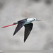 Black-winged Stilt (Himantopus himantopus)