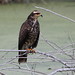 Snail Kite (Rostrhamus sociabilis)(Female)