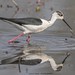 Échasse blanche - Black-winged Stilt (Himantopus himantopus) - Vauvert - Marais de buisson gros (Gard) France, le 28 avril  2022