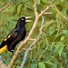 Yellow-rumped Cacique // Xexéu