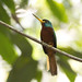 Blue-necked Jacamar (Galbula cyanicollis)