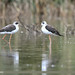 Black-winged Stilt (Himantopus himantopus)