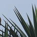 House Wren, Troglodytes aedon