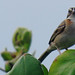 Rufous-collared Sparrow, Zonotrichia capensis