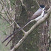 Fork-tailed Flycatcher, Tyrannus savana