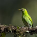 Green Honeycreeper (Chlorophanes spiza) San Carlos, Costa Rica 2024