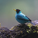 Green Honeycreeper (Chlorophanes spiza) San Carlos, Costa Rica 2024