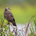 Snail Kite | Rostrhamus sociabilis | 2023 - 28