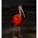 Scarlett Ibis - (Eudocimus ruber)