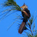 Guira Cuckoo, Guira guira