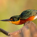 A Male American Pygmy Kingfisher Prepares Its Body To Launch Into Flight