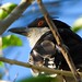 Choró-boi - Great Antshrike