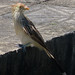 Guira Cuckoo, Guira guira