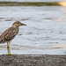 Yellow-crowned Night Heron (juvenile)