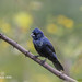 Blue-black Grassquit (Volatinia jacarina spendens)