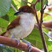 Choró-boi - Great Antshrike