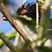 Choró-boi - Great Antshrike