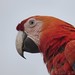 Scarlet Macaw (Ara macao)