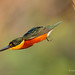 A Male American Pygmy Kingfisher Dives Down Off A Tree Branch