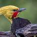 Blond-crested Woodpecker