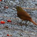 Ruby-crowned Tanager, Tachyphonus coronatus