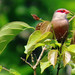 Common Waxbill, Estrilda astrild