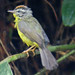 Golden-crowned Warbler, Basileuterus culicivorus