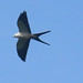 Swallow-tailed Kite, Elanoides forficatus