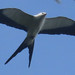 Swallow-tailed Kite, Elanoides forficatus