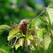 Common Waxbill, Estrilda astrild