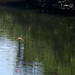 Scarlet Ibis, Eudocimus ruber