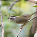 White-bellied Warbler (Basileuterus culicivorus hypoleucus)