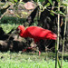 Scarlet Ibis, Eudocimus ruber