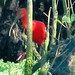 Scarlet Ibis, Eudocimus ruber