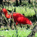 Scarlet Ibis, Eudocimus ruber