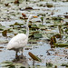 Great Egret #3 - 2020-08-15