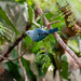 Blue-gray tanager