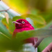 Pompadour Cotinga