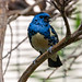 Turquoise Tanager