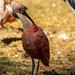 Scarlet ibis