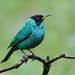 Saí-verde ou Dácnis-meleiro-verde (macho) / Green Honeycreeper (male)