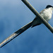 Fork-tailed Flycatcher, Tyrannus savana