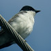 Fork-tailed Flycatcher, Tyrannus savana